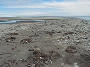 George-Island---Giant-Petrels-and-Nests